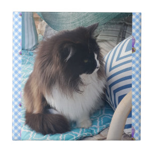 Cerâmica Azulejo cerâmico Gatos de peles brancas pretas