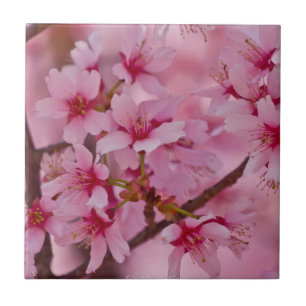 Cerâmica Azulejo com Flores de Cerejeira Japonesas Banhadas