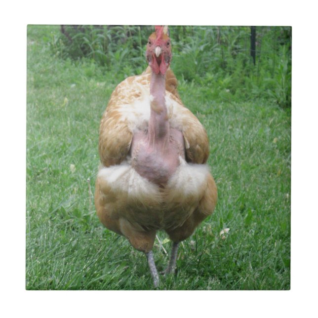 Cerâmica Azulejo com galinha de Turken (Frente)