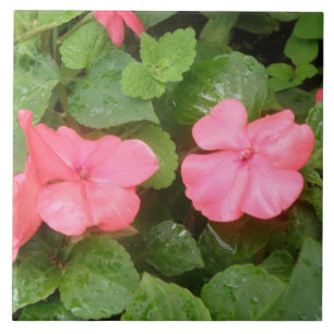 Cerâmica Azulejo cor-de-rosa das flores de Impatiens