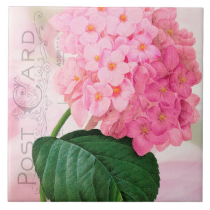 Cerâmica Azulejo cor-de-rosa francês do Hydrangea de