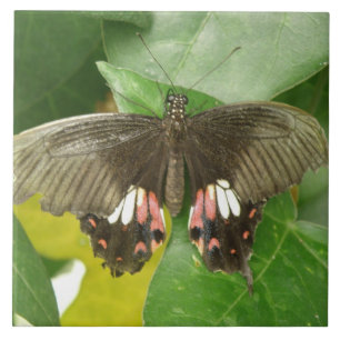 Cerâmica Azulejo da borboleta do Swallowtail de Escarlet