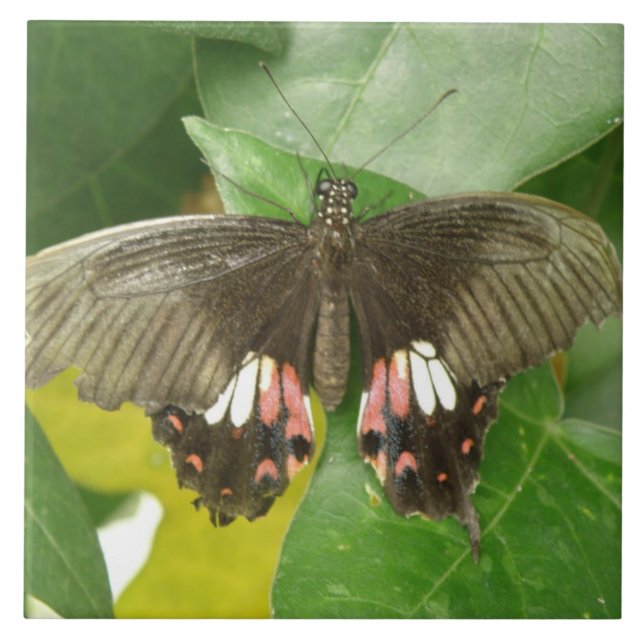 Cerâmica Azulejo da borboleta do Swallowtail de Escarlet (Frente)