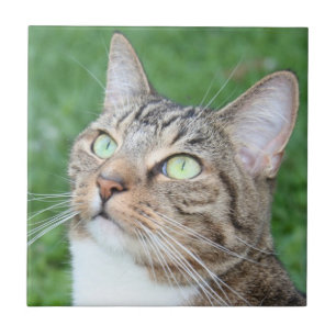 Cerâmica Azulejo da cara do gato de gato malhado