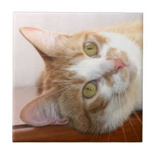 Cerâmica Azulejo da cara do gato de gato malhado