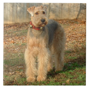Cerâmica Azulejo da foto do cão de Airedale Terrier