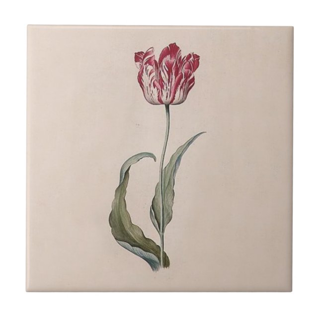 Cerâmica Azulejo da tulipa de Judith Leyster (Frente)