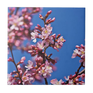 Cerâmica Azulejo das Flores de Cerejeira Japonesas Azuis To