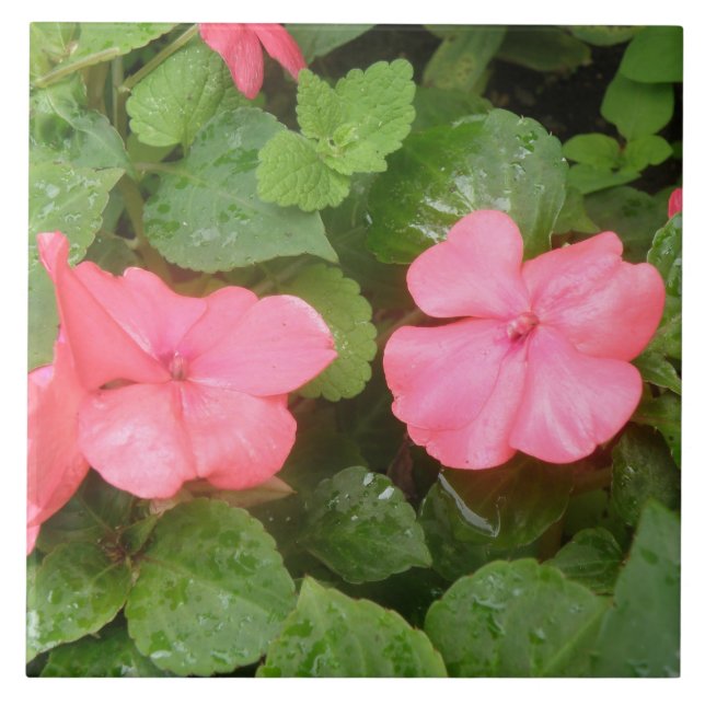 Cerâmica Azulejo das Flores de Impatite Rosa (Frente)