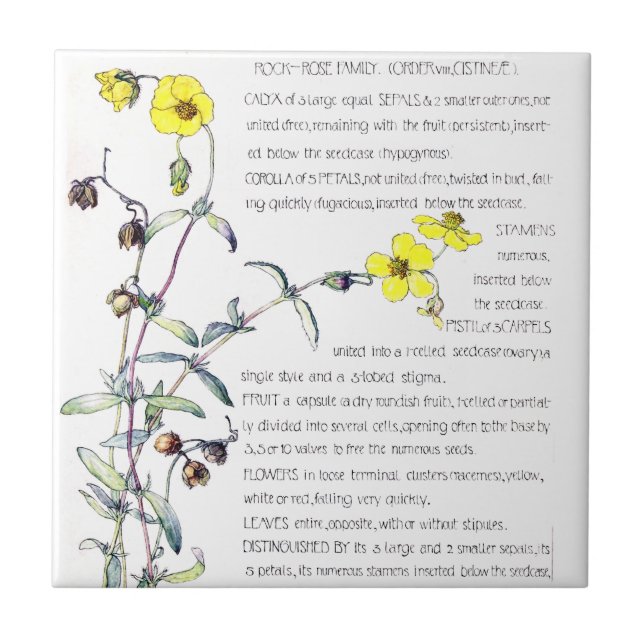 Cerâmica Azulejo das flores do Wildflower do rosa de rocha (Frente)