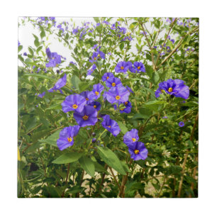Cerâmica Azulejo de Angustifolium do Sisyrinchium