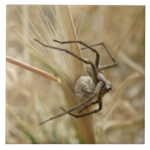 Cerâmica Azulejo de aranha e saco de ovos
