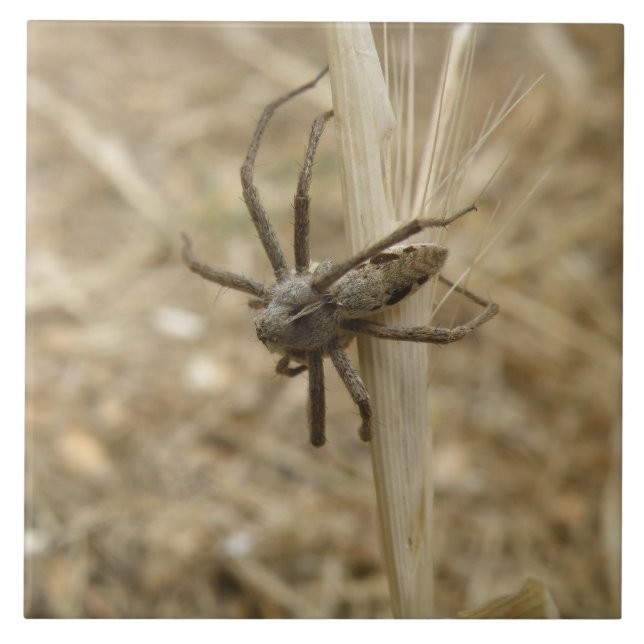 Cerâmica Azulejo de aranha rasteira assustadora (Frente)