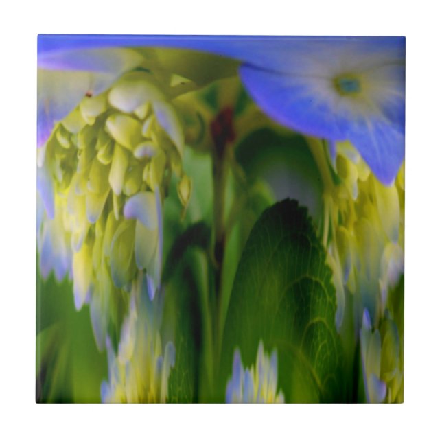 Cerâmica Azulejo de Arte Abstrato Floral de Hydrangea Azul (Frente)