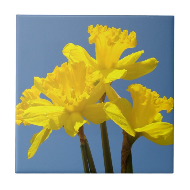 Cerâmica Azulejo de Arte de Flores de Narciso Amarelo Narci (Frente)