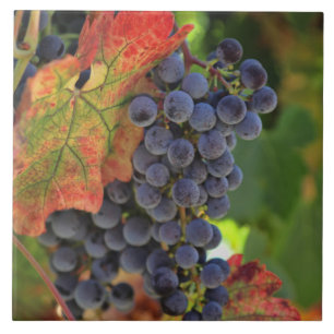 Cerâmica Azulejo de arte de vinhas e de uvas