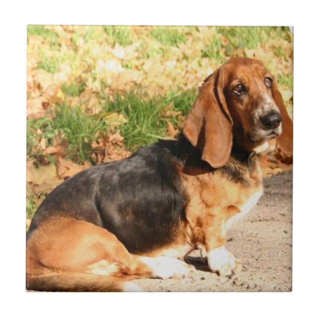 Cerâmica Azulejo de assento de Basset Hound (Frente)