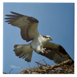 Cerâmica Azulejo de aterrissagem de avião de falcão Osprey
