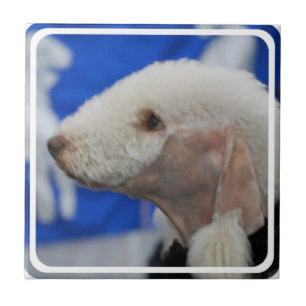 Cerâmica Azulejo de Bedlington Terrier