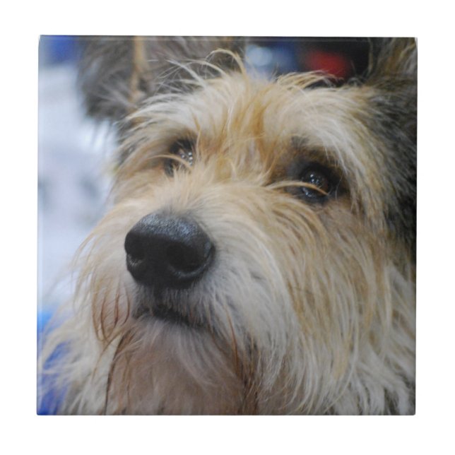 Cerâmica Azulejo de Berger Picard (Frente)