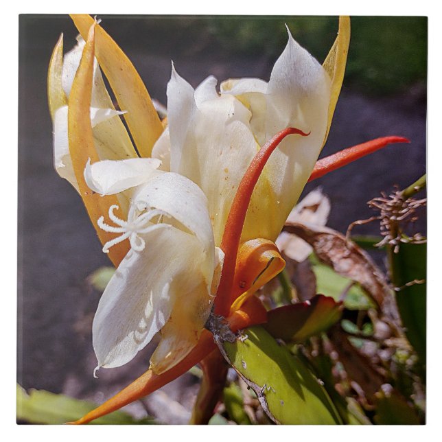 CERÂMICA  AZULEJO DE BLOQUEIO NOTURNO DO DRAGÃO POLINISIANO (Frente)