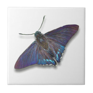 Cerâmica Azulejo de borboleta - Capitão de mangueira