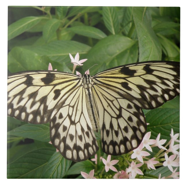 Cerâmica Azulejo de borboleta de pipa de papel (Frente)