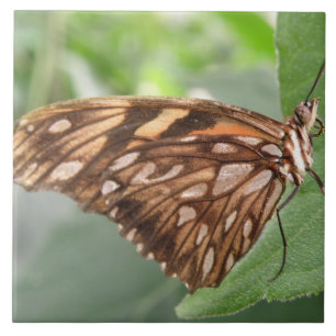 Cerâmica Azulejo de Borboleta Marrom bonito