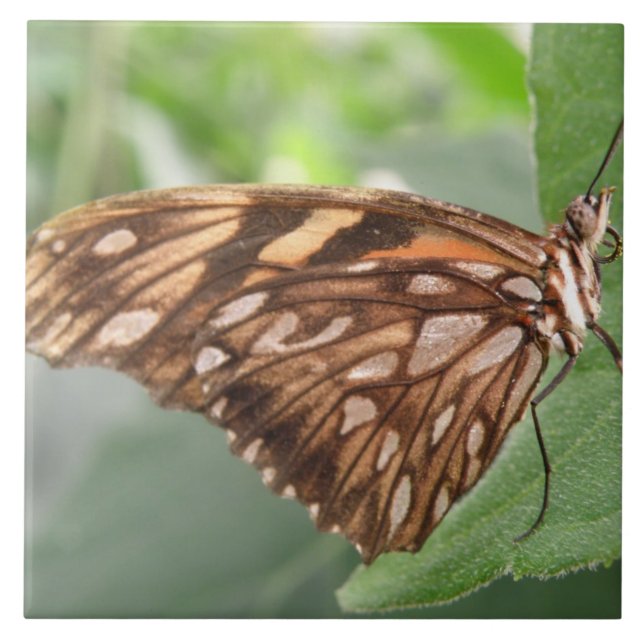 Cerâmica Azulejo de Borboleta Marrom bonito (Frente)
