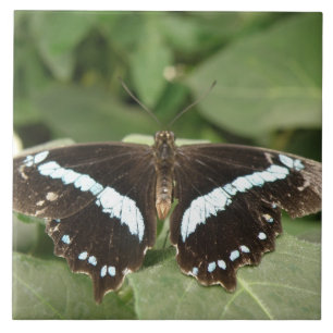 Cerâmica Azulejo de borboleta tropical tropical preto-e-bra