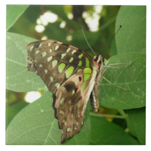 Cerâmica Azulejo de borboleta verde iridescente tropical