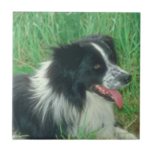 Cerâmica Azulejo de border collie