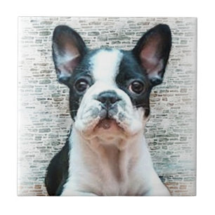 Cerâmica Azulejo de Bulldog Francês