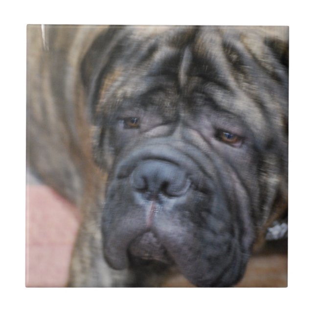 Cerâmica Azulejo de Bullmastiff (Frente)