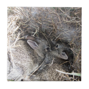 Cerâmica Azulejo de Bunnies Selvagens
