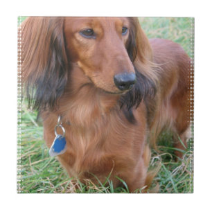 Cerâmica Azulejo de cabelos compridos do Dachshund
