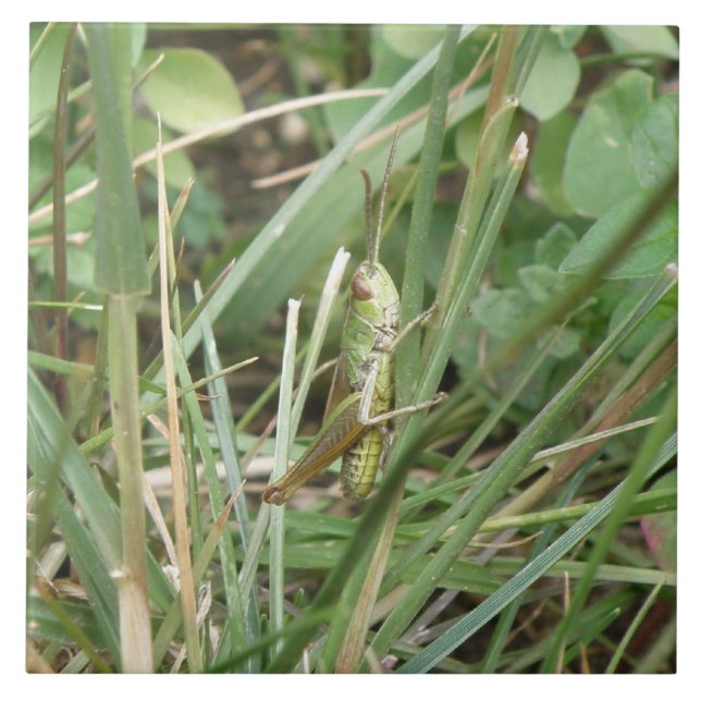 Cerâmica Azulejo de Camuflagem de Gafanhotos (Frente)