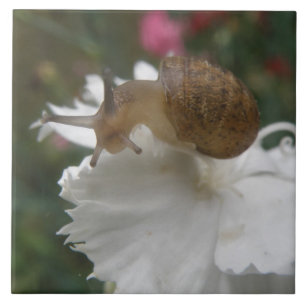 Cerâmica Azulejo de Caracol de Jardim e Cravo Branco