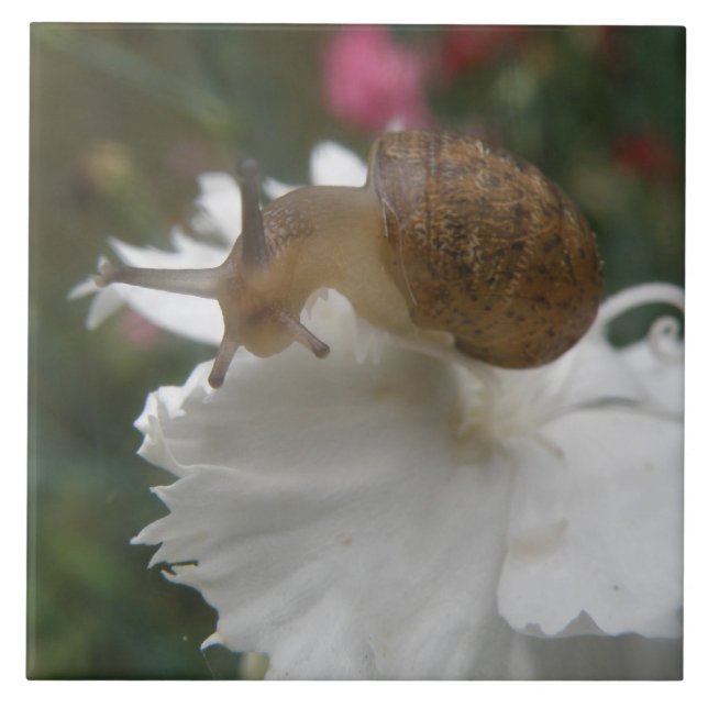 Cerâmica Azulejo de Caracol de Jardim e Cravo Branco (Frente)