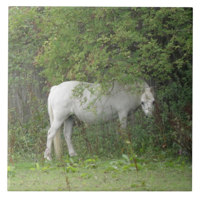 Cerâmica Azulejo de Cavalo Branco Tímido (Frente)