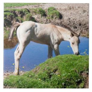 Cerâmica Azulejo de cavalo com pele de fivela