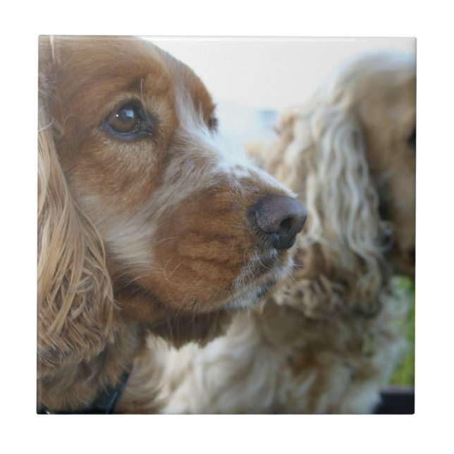 Cerâmica Azulejo de cocker spaniel do inglês (Frente)