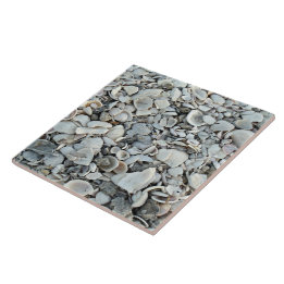 Cerâmica Azulejo de Conchas da Costa
