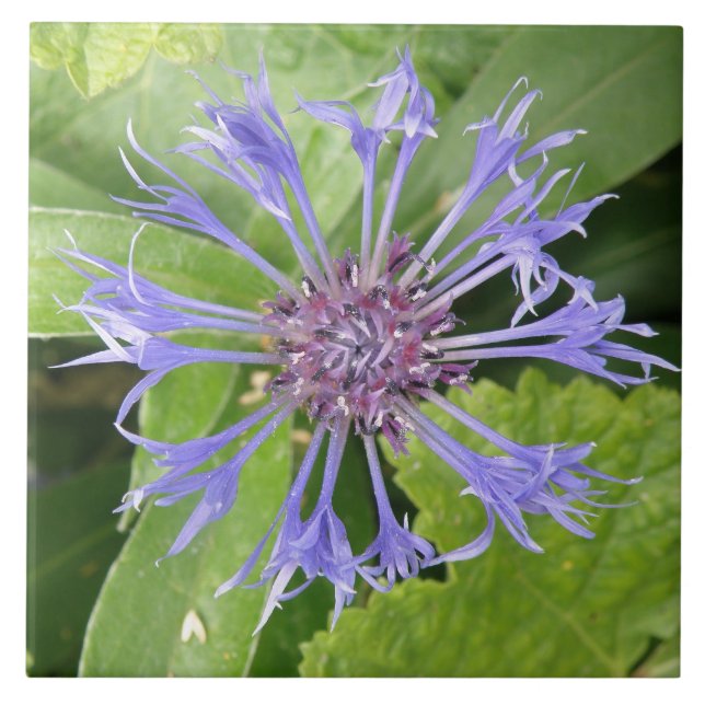 Cerâmica Azulejo de Cornflower azul (Frente)