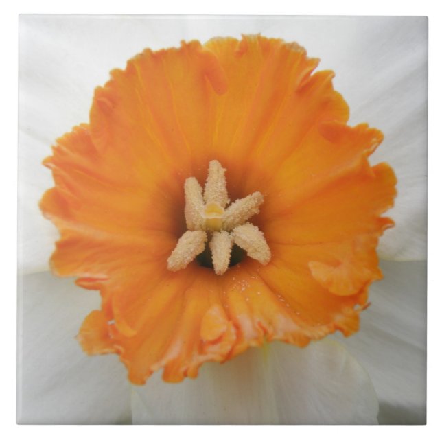 Cerâmica Azulejo de Daffodilo Branco (Frente)
