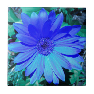 Cerâmica Azulejo de Daisy de Gerbera Azul