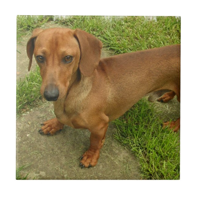 Cerâmica Azulejo de Daschund (Frente)