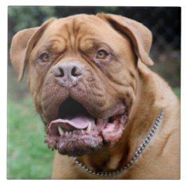 Cerâmica Azulejo de Dogue de Bordéus