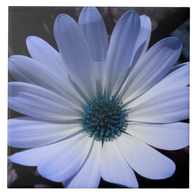 Cerâmica Azulejo de Flor de Margarida Azul (Frente)