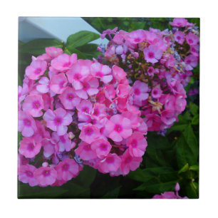 Cerâmica Azulejo de Flor do Phlox Rosa